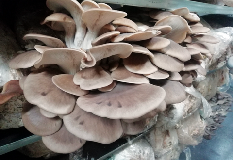 Mycelium sur grains de Pleurote Pulmonaire Bio