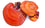 Mycéliums sur Grains Bio