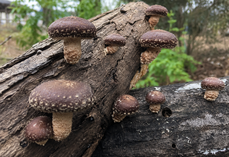 Shiitakes on log