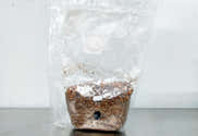 Lot De 10 Sacs De Culture De Champignons Stérilisés - Sacs En Polypropylène Résistants, Maintien D'humidité, Pour Culture De Champignons Gastronomiques Ou Médicinaux - 10