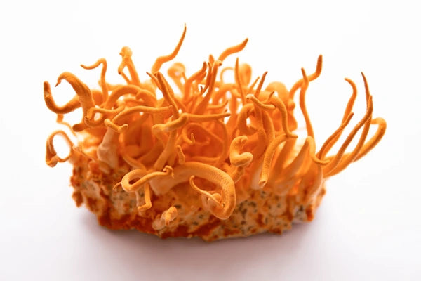 Seringue de culture liquide pour champignons Mycélium vivant