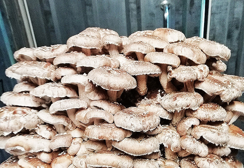 Biocoop Emporium - Idée cadeau Un kit de culture de champignons Pleurote ou  shii-take Bonne dégustation