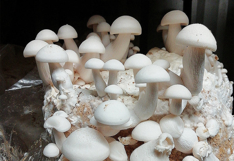 Substrat champignons shimeji