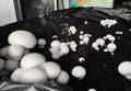 Culture champignons de paris blanc