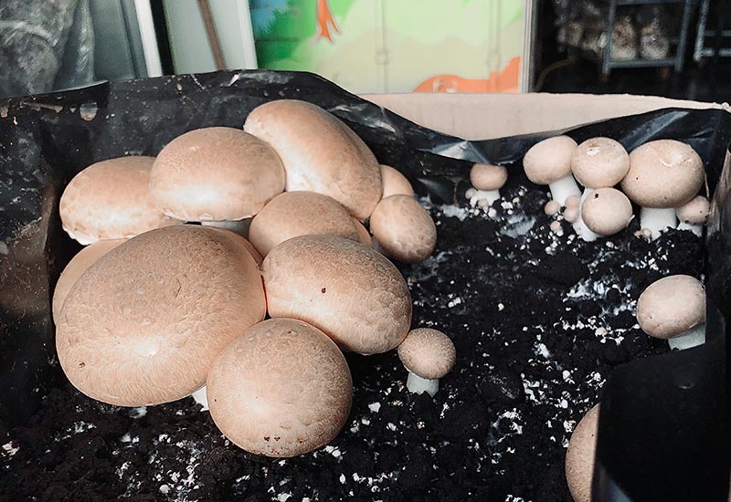 Culture de champignons - Paris bruns bio - Champi kit de 8 kg - ProChampi