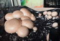 Champignons de Paris bruns doré