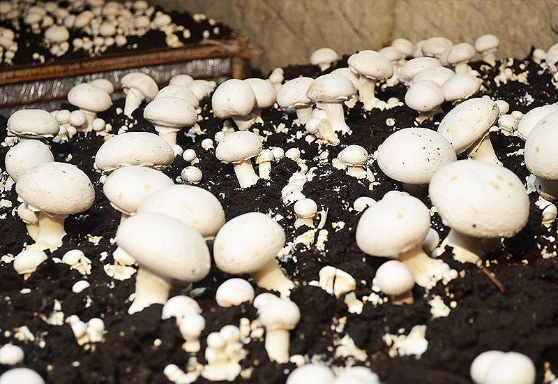 Mycelium sur grains de Champignon de Paris Bio