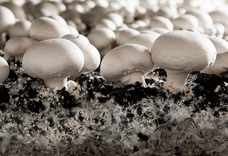 Mycelium d'ensemencement (sur graine) Archives • SmartMush