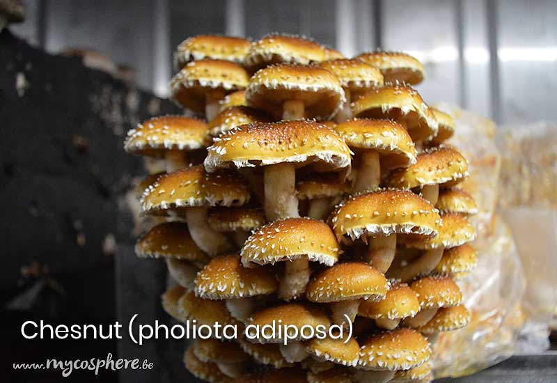 Culture de mycélium pour une production massive de champignon