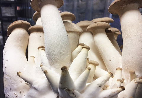 Mycélium de Pleurote - Kit de culture Champignons - grow mushrooms