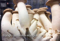 King Oyster Mushrooms