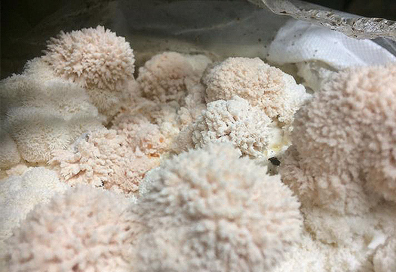 Mycelium sur grains de Lion's Mane Bio