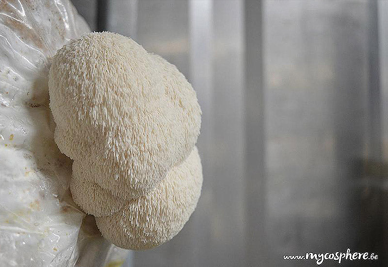 Mycelium sur grains de Shiitaké var.3790 Bio
