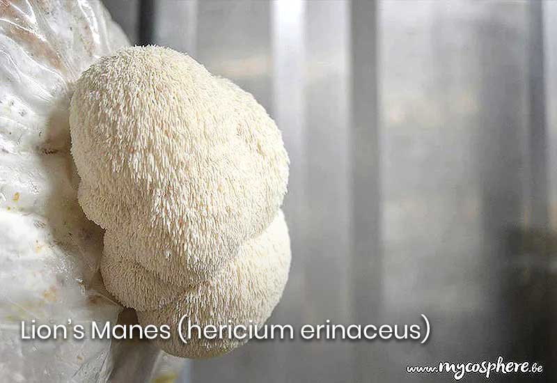 Seringue de culture liquide pour champignons Mycélium vivant