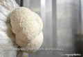 Lion's Mane (Hericium erinaceus)