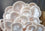 Myzel auf organischen weißen Austernpilzkörnern