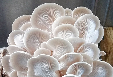 Mycélium de Girolle Grise - Kit culture Champignons - grow mushrooms kit