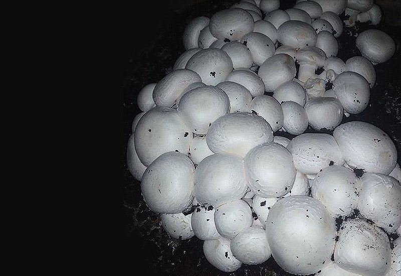Kit de culture de champignons au bouton blanc ~ Maroc