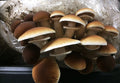 Mycelium de Piopinos Bio (Agrocybe Aegarita) - La Mycosphère