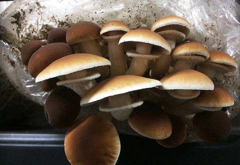 Mycelium sur grains de Pioppino Bio