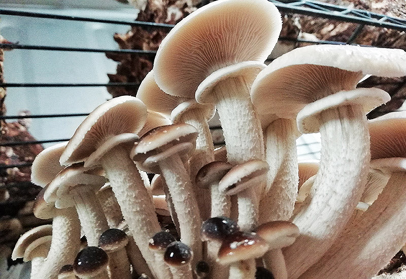 Mycelium sur grains de Pioppino Bio