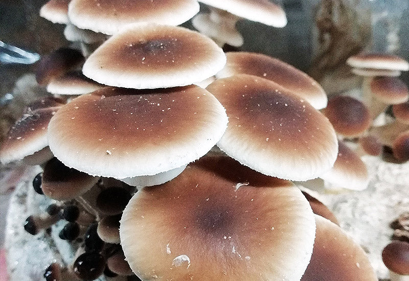 Mycelium de Piopinos Bio (Agrocybe Aegarita) - La Mycosphère