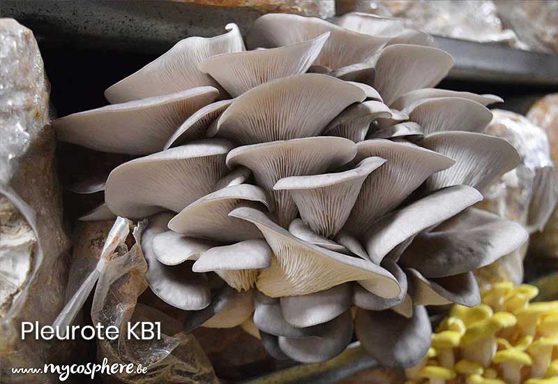 Acheter Mycélium Pied-Bleu (Lepista Nuda) – La Mycosphère