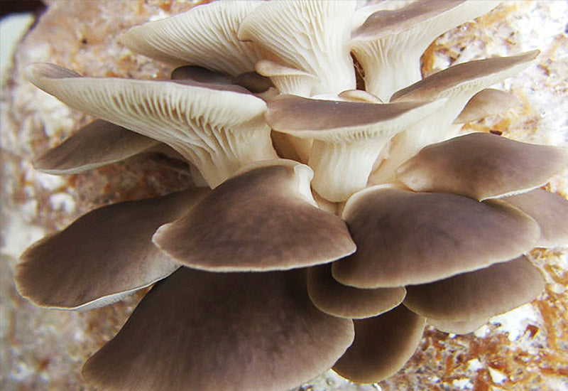 Mycelium sur grains de Pleurote Pulmonaire Bio – La Mycosphère