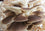 Organic Italian Oyster Mycelium Grain Spawn