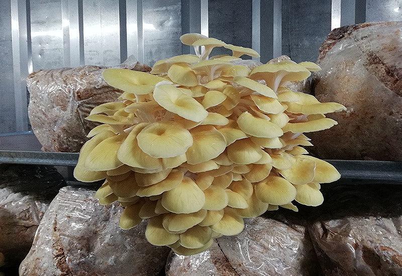 Pleurotes jaunes « Mycélium – Les 400 Pieds de Champignon