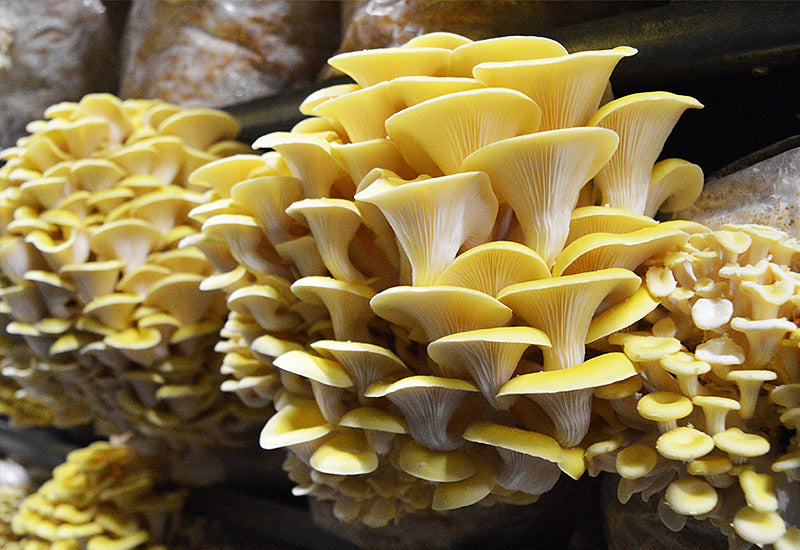 Pleurote jaune mycélium champignon