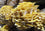 Myzel auf biologischen gelben Austernpilzkörnern