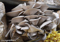 oyster mushroom : indoor cultivation