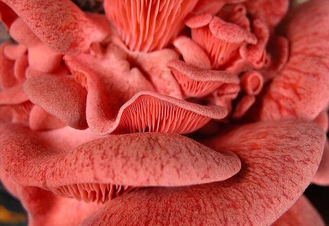 Mycelium op biologische roze oesterzwamkorrels