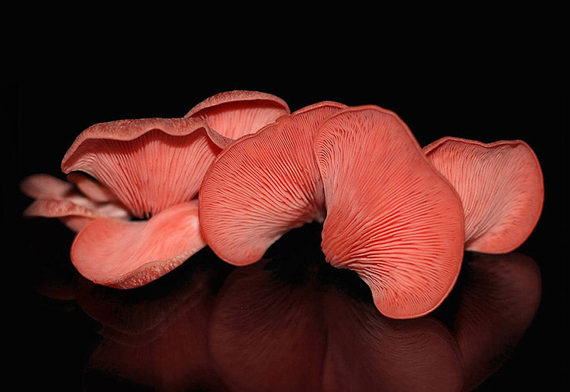 Djamor oyster mushroom