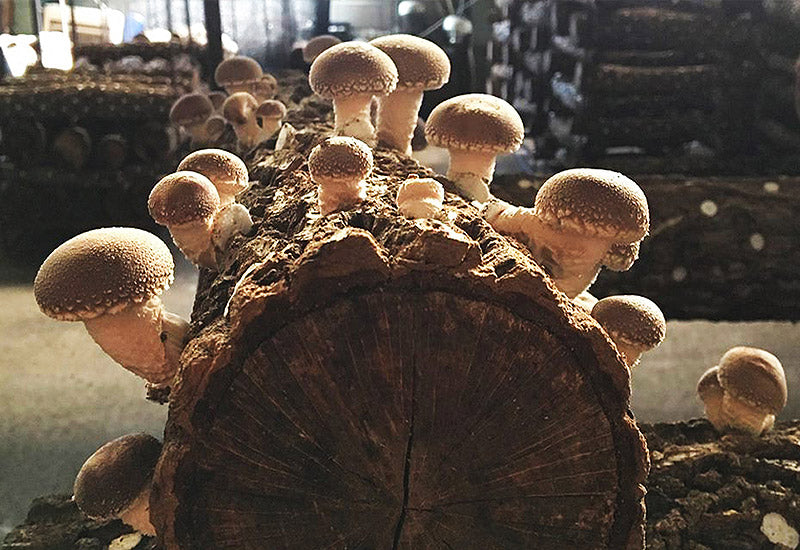 KIT CADEAU : Bûche Shiitake + plat en céramique ⋆ Fungi natur