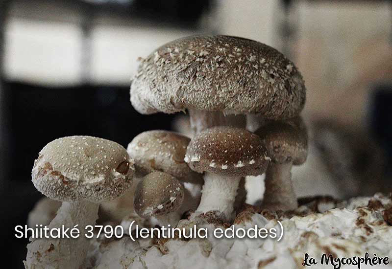 Mycélium pour la culture du champignon chardon, P. eryngii