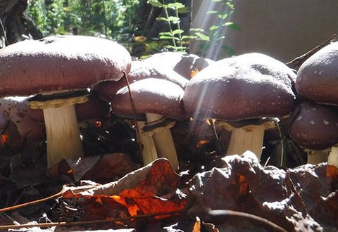 Mycelium op Strophaire graankorrels