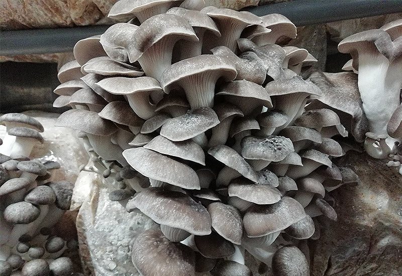 Kit de culture de champignons Cardoncelli, Pleutorus Eryngii