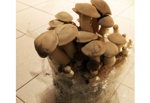 Ballot de culture Eryngii BIO