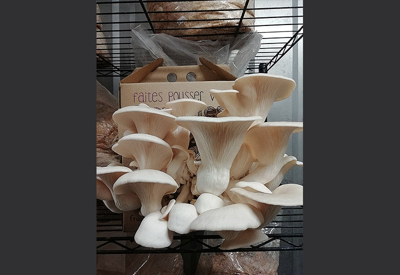 Culture de champignons avec votre propre kit de culture