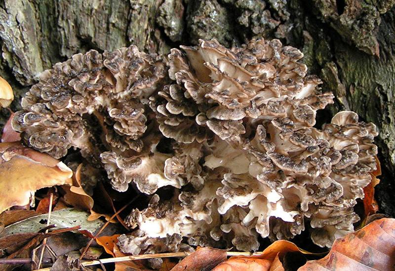 Maïtaké - Mycélium sur chevilles de bois