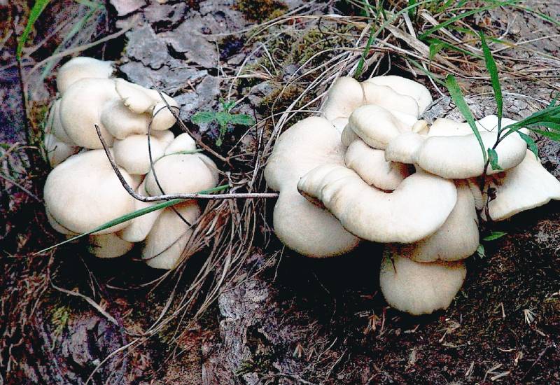 Pleurote Blanc - Mycélium sur chevilles de bois BIO